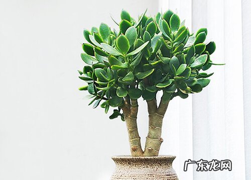 玉树怎么养才茂盛