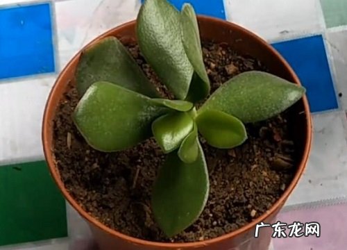 玉树怎么养才茂盛