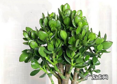 玉树怎么养才茂盛