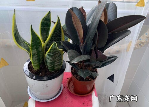 冬天绿色的树有哪些