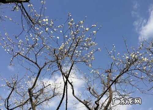 冬天绿色的树有哪些