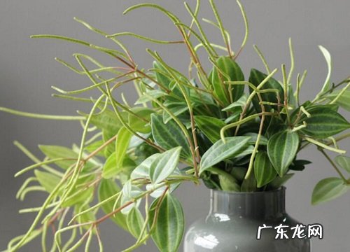 碧玉可以水养吗