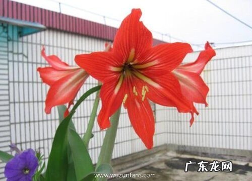 对红多久开花 养多长时间开花