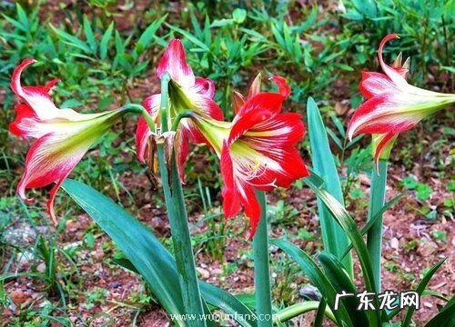 对红多久开花 养多长时间开花