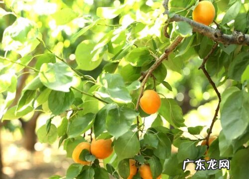 邹平水杏什么时候成熟上市