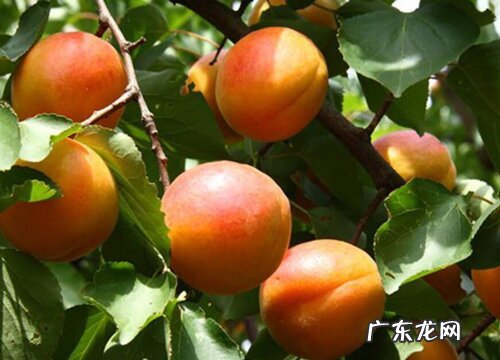 邹平水杏什么时候成熟上市