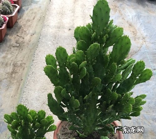 仙人掌适合放办公室吗 放什么位置风水好