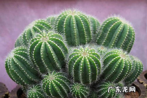 仙人掌适合放办公室吗 放什么位置风水好