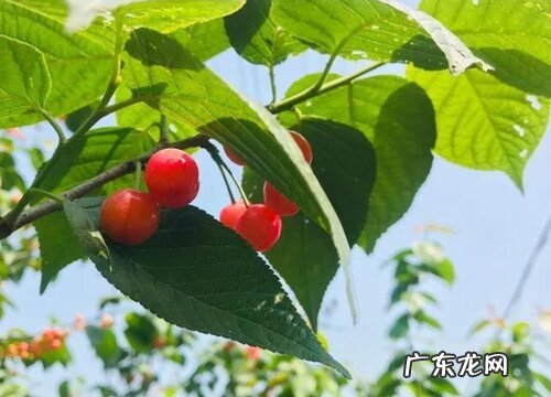 上虞樱桃什么时候成熟上市