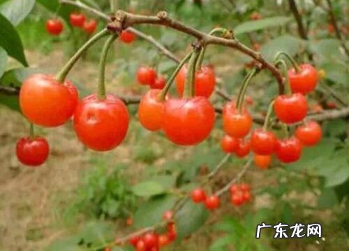 上虞樱桃什么时候成熟上市