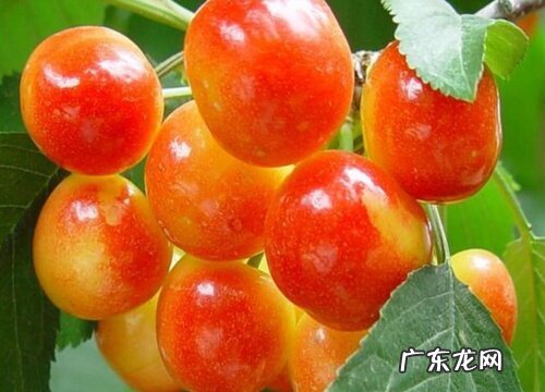 烟台樱桃什么时候成熟上市