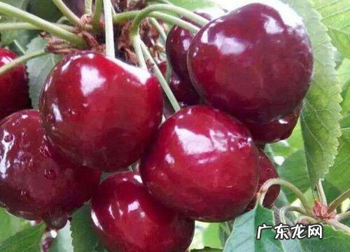 烟台樱桃什么时候成熟上市