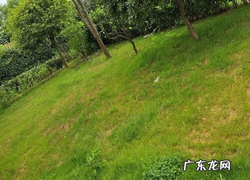 黑麦草冬天会冻死吗