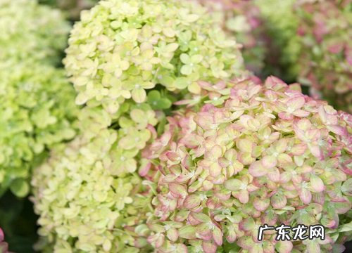 无尽夏多久开花 花期有多长