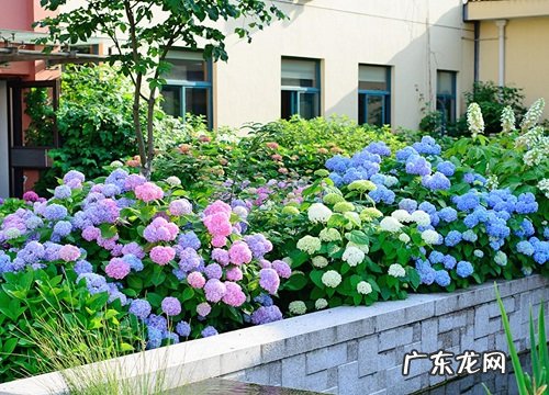 无尽夏多久开花 花期有多长