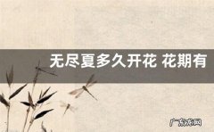 无尽夏多久开花 花期有多长