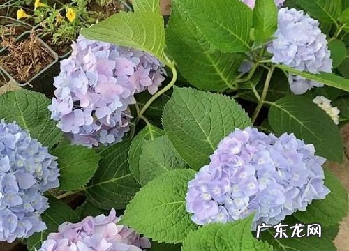 无尽夏多久开花 花期有多长