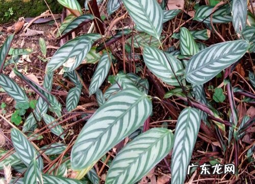 竹芋冬天会冻死吗