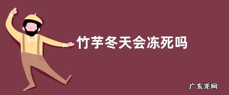 竹芋冬天会冻死吗