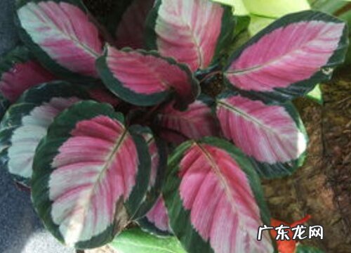 竹芋冬天会冻死吗