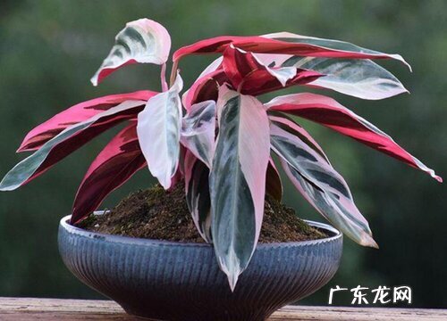 竹芋冬天会冻死吗