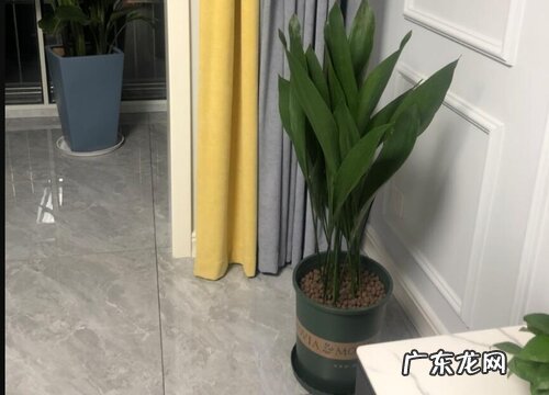 一叶兰多久开花一次