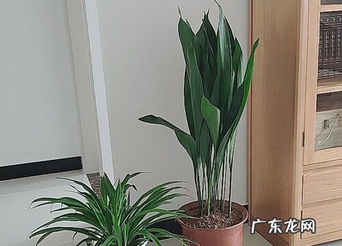 一叶兰多久开花一次