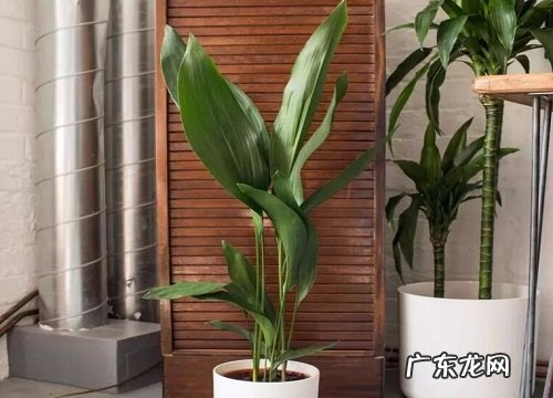 一叶兰多久开花一次