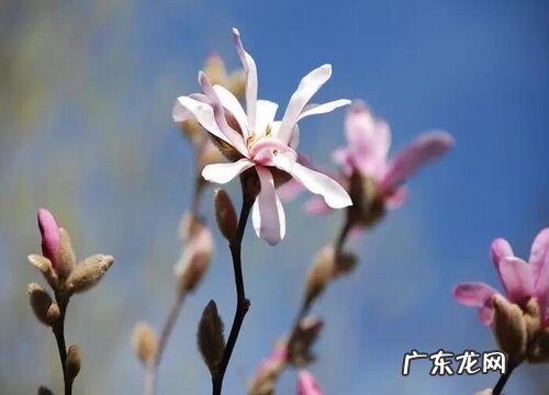 玉兰花多久开花一次 能开多长时间