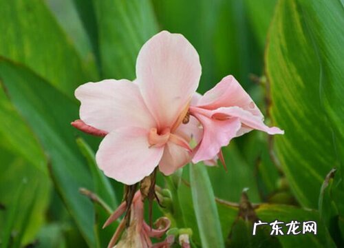 美人蕉多久开花 花期多长时间