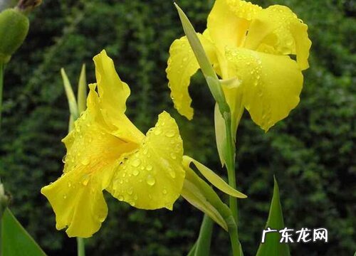 美人蕉多久开花 花期多长时间