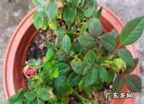 月季常见病害图片及用药治疗 6种月季病害防治方法介绍