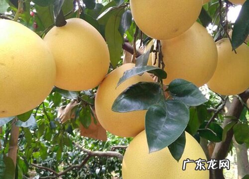 柚子树几年开花结果