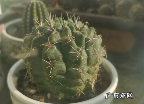 绯花玉多久开花 养几年才开花