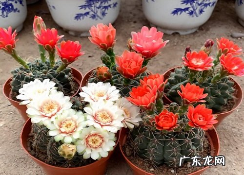 绯花玉多久开花 养几年才开花