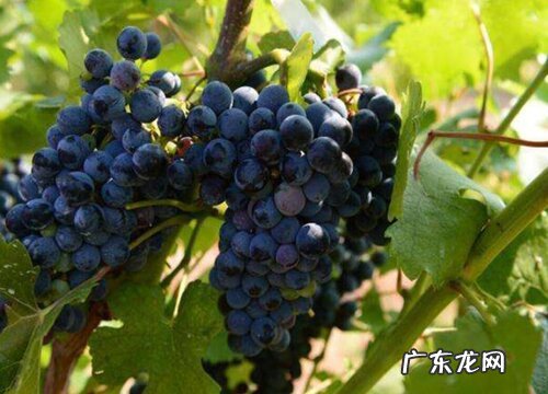 云南葡萄什么时候成熟上市
