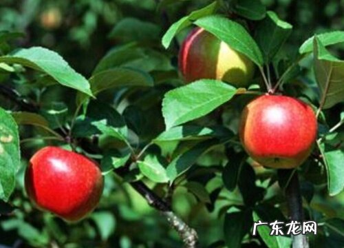 山西苹果什么时候成熟上市