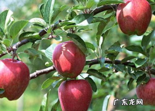 山西苹果什么时候成熟上市