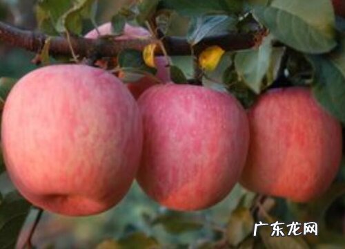 山西苹果什么时候成熟上市