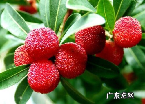 兰溪杨梅什么时候成熟上市