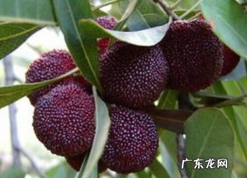 兰溪杨梅什么时候成熟上市