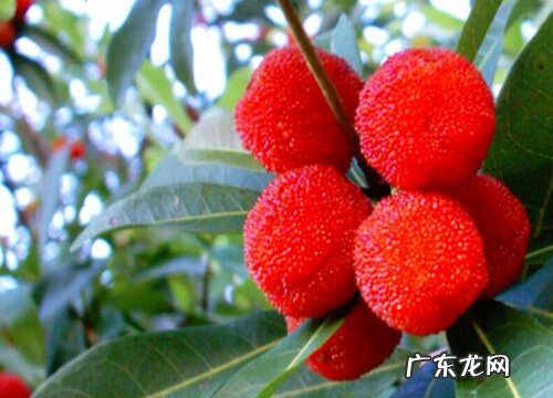 兰溪杨梅什么时候成熟上市