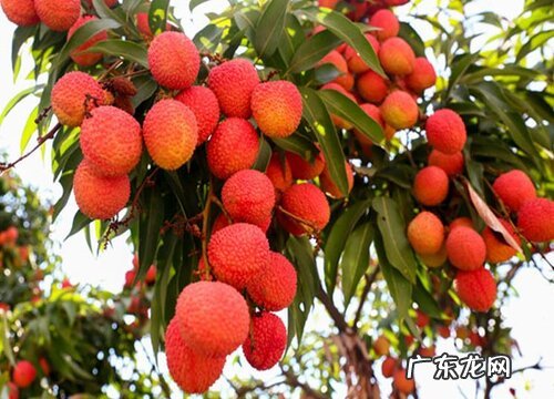 福建荔枝什么时候成熟上市