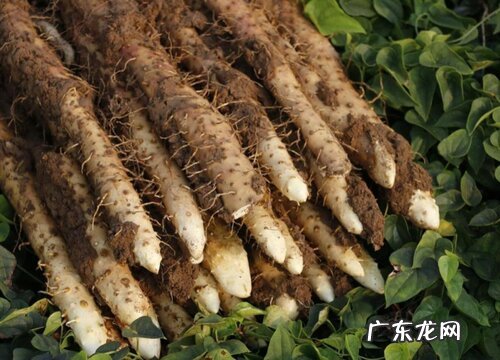 铁棍山药什么时候成熟上市