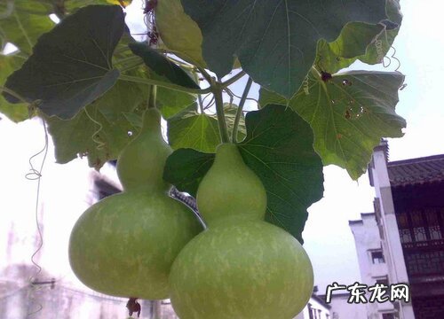 葫芦什么时候成熟上市