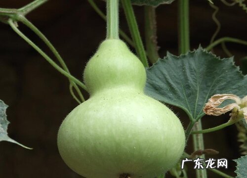 葫芦什么时候成熟上市