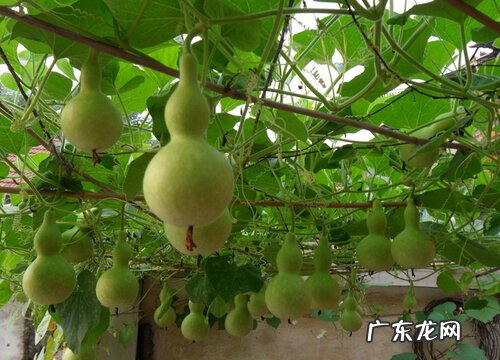 葫芦什么时候成熟上市
