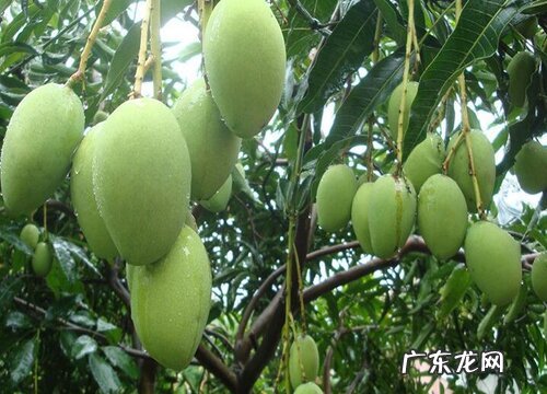 云南芒果什么时候成熟上市