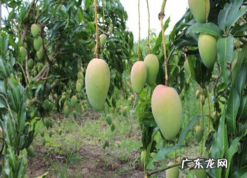 云南芒果什么时候成熟上市