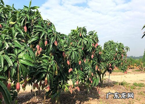 云南芒果什么时候成熟上市